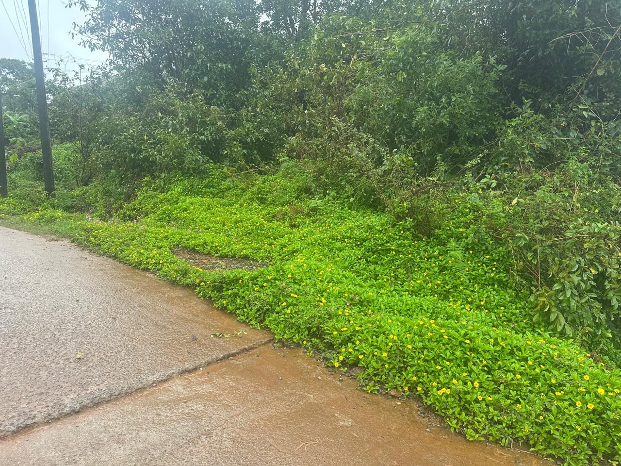 20 Gunta Land for Sale – Mudigere, Chikkamagaluru District